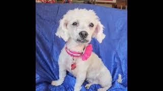 Video preview image #1 Poochon Puppy For Sale in Cuba, NY, USA