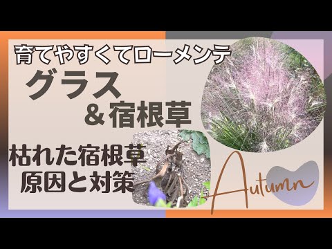 ススキの管理方法は？エレファントグラスの植え方、剪定、肥料のやり方に関するヒント  庭園