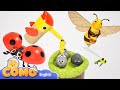 Como | Baby bird | Learn colors and words | Cartoon video for kids