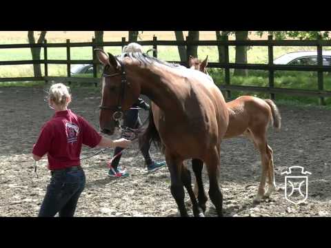 HEI085 Hengstfohlen von Dinken - Calido I - Caretino