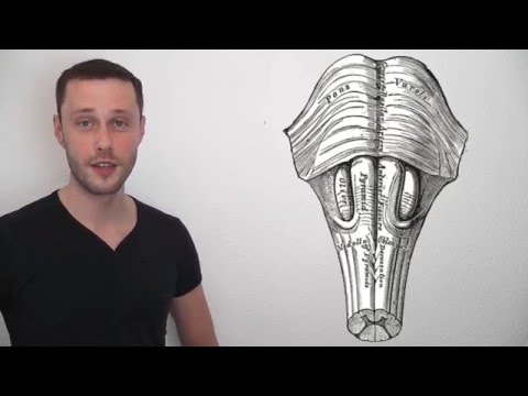 Die Steuerung der Atmung