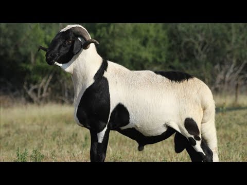 , title : 'Domba Rambut Damara | Ekor Gemuk Menunjukkan Kondisinya'