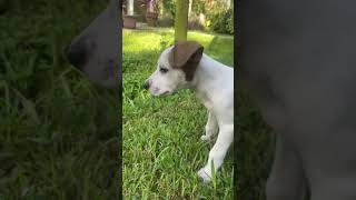 Video preview image #1 Labrador Retriever-Unknown Mix Puppy For Sale in The Woodlands, TX, USA