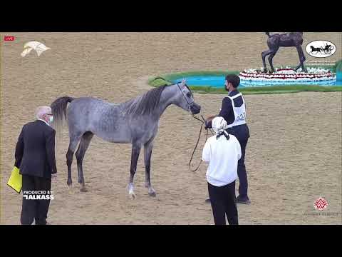 N 185 NAWAF AL SRAIYA   9th Qatar National AHS for Individual Owners   Colts 3 Years Old Class 6