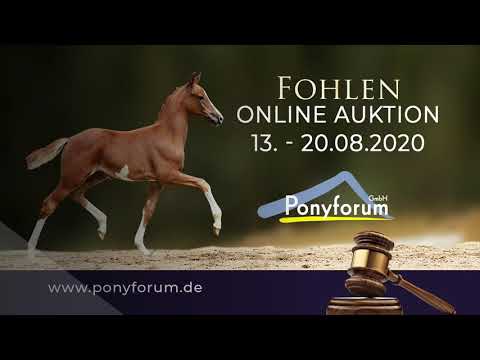 COSMO COMPLETE - HF v DSP  Cosmo Royale x Golden Dasher