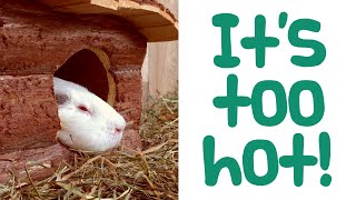 How to Keep Guinea Pigs Cool in Hot Weather & Heatwaves | Guinea Pig Care & Tips
