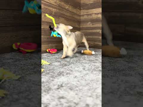 Video 6