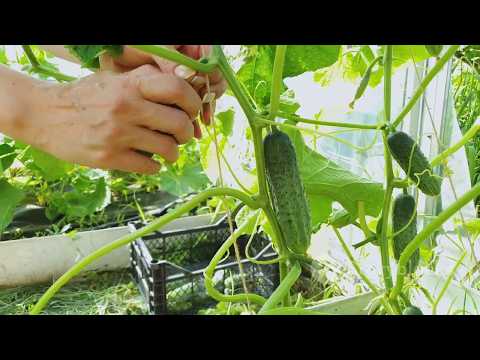 The solution to grow cucumbers for your family at home with lots of fruit and quick harvest is here