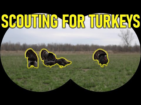 How To Scout for Turkeys | Turkey Hunting for Beginners