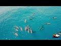 Breitschnabel Delfine vor dem Atauro Dive Resort