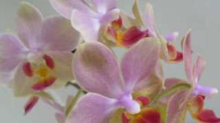 Orchidea Music Video