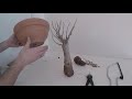 premi&egrave;re coupe / baobab