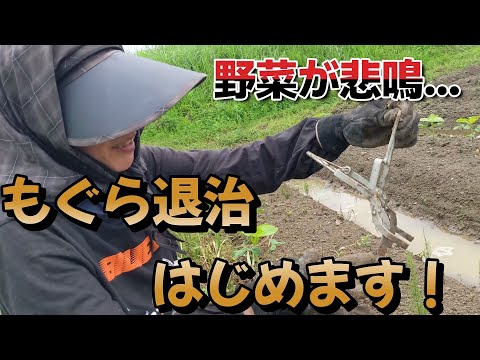 モグラに対する植物: 緑地からモグラを遠ざけるためのトップ 3!  庭園