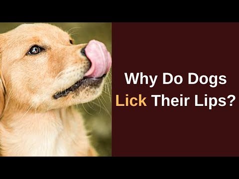 Why Do Dogs Lick their Lips? And What Should You do if He Does...