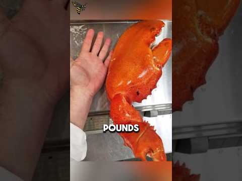 The Largest Lobsters on Earth And They’re Still Growing! #animalfacts #wildlife #facts