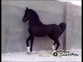 Beautiful Dance By It Self Dancing Horse