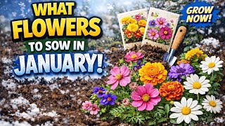 🎥 ✅ 🌸 What Flowers to Sow in January ❄️ | Early Colour for Spring & Summer |