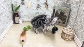 アメリカンショートヘアの動画01