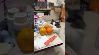 Những Chú Mèo Tinh Nghịch Đáng Yêu [ Mùa 1] #cat #catmemes #funnyvideo #cutecat