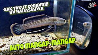 Download lagu Tips Ikan Channa Agar Tidak Takut Cermin... mp3