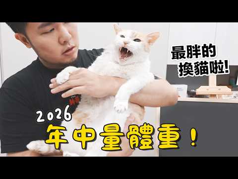 【黃阿瑪的後宮生活】2026年中量體重！最胖的換貓啦！