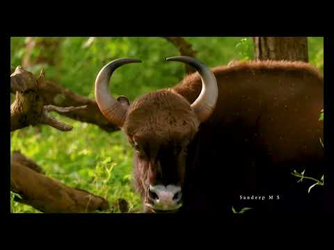 Indian Gaur also known as Indian bison roaming in the Forest |  Nature’s Gentle Giants | Documentary