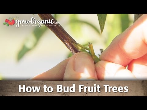 Budding Fruit Trees - Organic Gardening Videos – Grow Organic