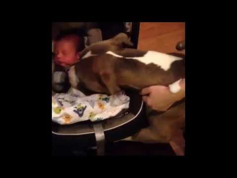 Pit bull dog excited to meet newborn baby