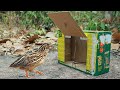 Easy Simple Quail Trap In The Forest Using Paper Box
