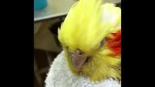 preview picture of video 'cockatiel with wing mass and amputation'