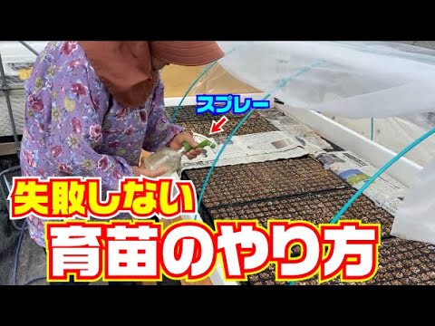 , title : '育苗中の苗を【丈夫な】【ガッシリ苗】にする！【茄子】【ネギ】【トマト】【トウモロコシ】'