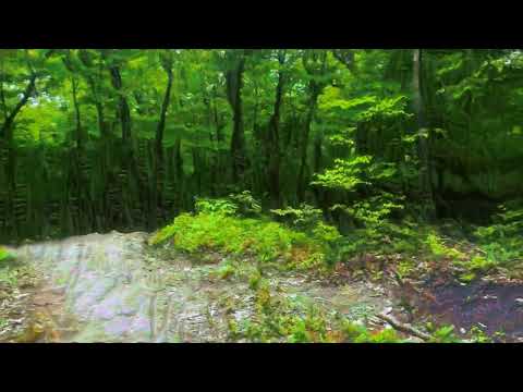 shrooms replication visual+audio