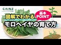 View 23 モロヘイヤ 芽出し