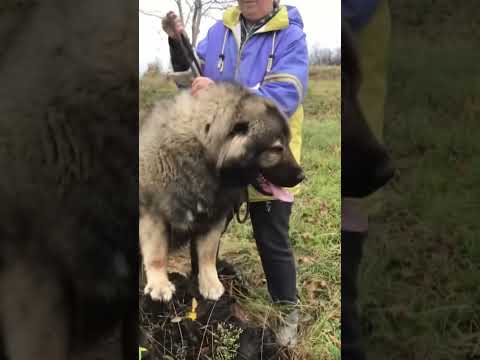 GIANT ELBRUS GIULIA - video 1