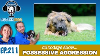 Avoid Puppy Possessive Aggression With This Strategy - McCann Dogs Podcast - S2- E11