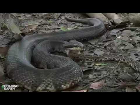 Cottonmouth vs. Rattlesnake:Deadly Venomous Snake Battle