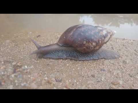 Snail slow movement, captured by Dr. Anjaneyulu, Explorer and you can feel something fom the nature.