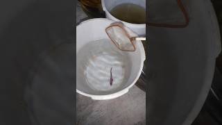 Download lagu IKAN CUPANG GAK MAO NGEDOK PAKE CARA INI DOANG #shorts #bettafish #fish #ikan #ikancupang #ikanhias mp3