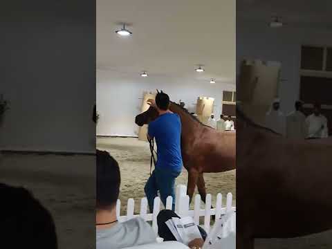 D Shareeah 220,000 Dubai Stud 2022 Insta:@alrrmak