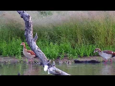 Djuma: Egyptian Goose family - 06:15 - 03/10/20