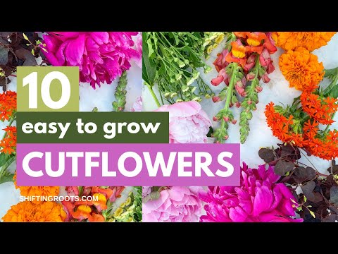 10 Easiest Cut Flowers to Grow for Beginners