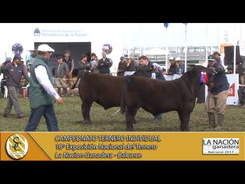 21-09-17 Mejor Ternero Individual - La Nacion Ganadera - Balcarce.
