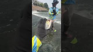 Download lagu Makan cantik #fypyoutube #fishing #belajarmancing #mancing #mancingceria #mancingmania #ikan #fish mp3 Download lagu Makan cantik #fypyoutube #fishing #belajarmancing #mancing #mancingceria #mancingmania #ikan #fish mp3