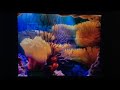 Closing To Finding Nemo 2003 DVD Disc 1 Closing All Bie AAAAH DVD Bie Fullscreen SD Dark Black ️