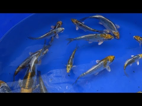 My Koi Breeding Project - Part 22  -  A review of third and first spawnings