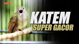 Download lagu KAPAS TEMBAK GACOR NGEBREN RAPET TEMBAKAN PEDES COCOK BUAT MASTERAN DAN PANCINGAN KATEM YANG MACET mp3 Download lagu KAPAS TEMBAK GACOR NGEBREN RAPET TEMBAKAN PEDES COCOK BUAT MASTERAN DAN PANCINGAN KATEM YANG MACET mp3