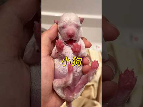 女子意外发现一只被遗弃的幼崽，好心救助后，竟结下特殊缘分！ #animals #奇妙的動物#rescuedog