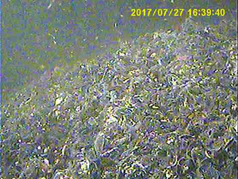 環境工学科　大阪湾海中写真（舞洲）