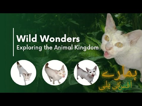 A very cute cat from our office