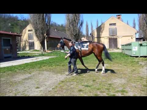 Dostihy Velká Chuchle 19.4.2015 - Lafranco